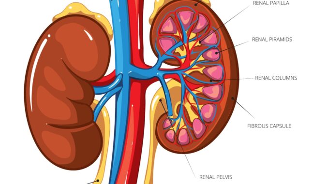 What Are the Latest Breakthroughs in Kidney Disease Treatment? – Ndius.com